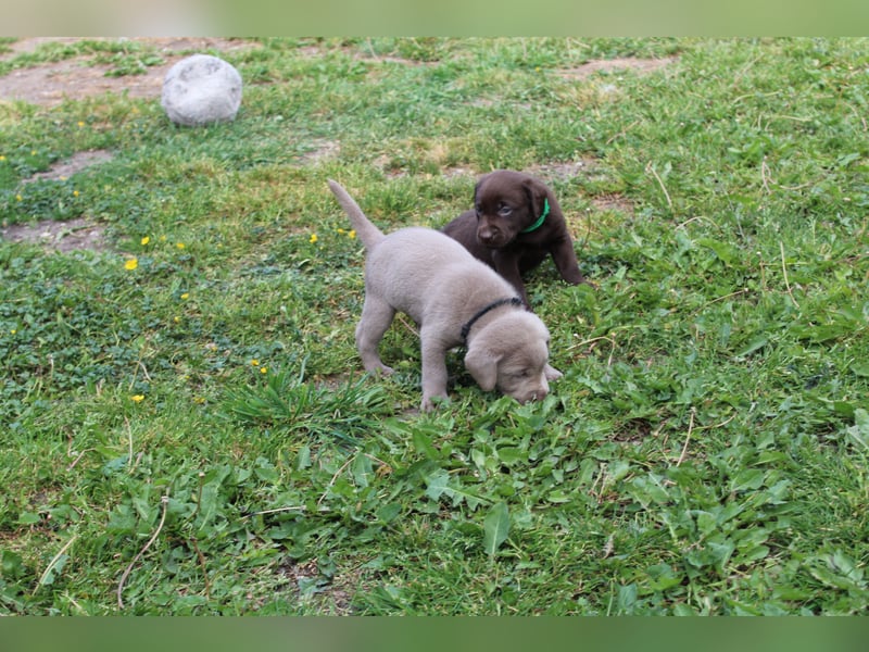 LABRADOR WELPEN Reinrassig mit Ahnentafel - 1x Silber-GRAU / charcoal & 1x BRAUN