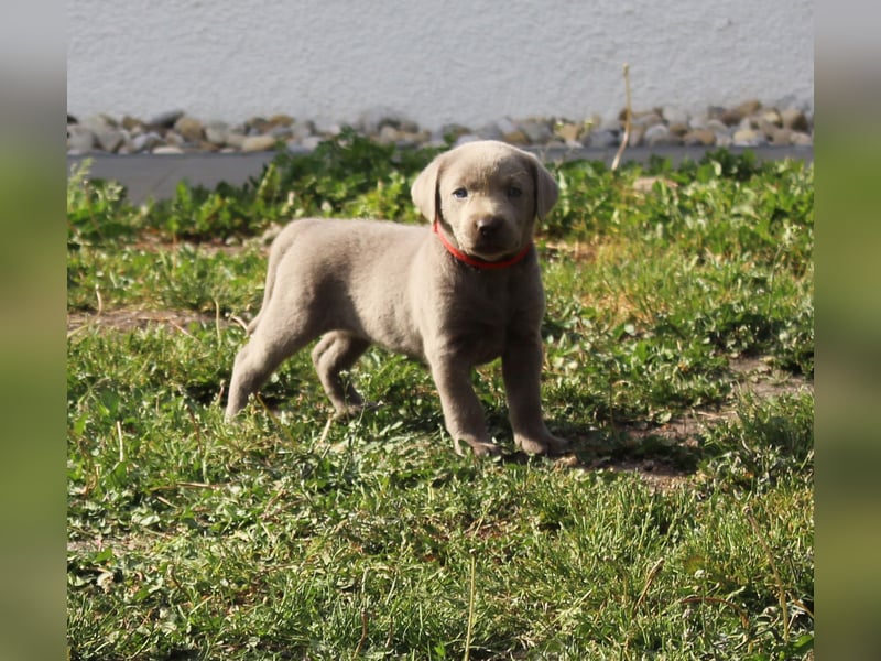 LABRADOR WELPEN Reinrassig mit Ahnentafel - 1x Silber-GRAU / charcoal & 1x BRAUN