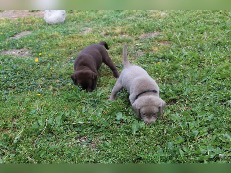 LABRADOR WELPEN Reinrassig mit Ahnentafel - 1x Silber-GRAU / charcoal & 1x BRAUN