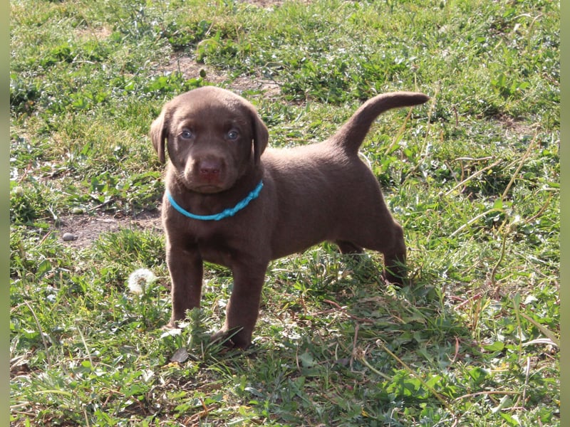 LABRADOR WELPEN Reinrassig mit Ahnentafel - 1x Silber-GRAU / charcoal & 1x BRAUN