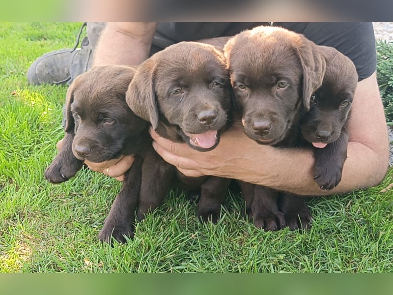 Labrador retriever - walpe FCI