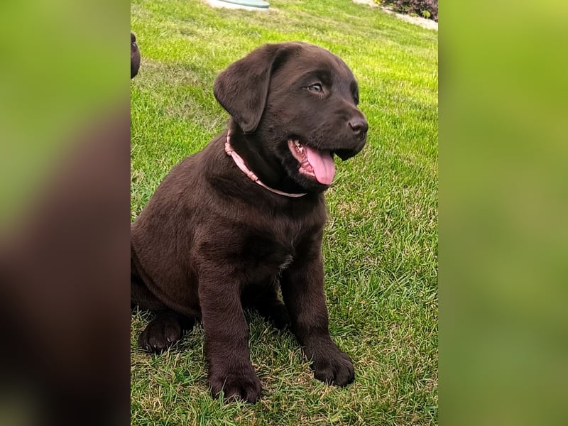 Labrador retriever - walpe FCI