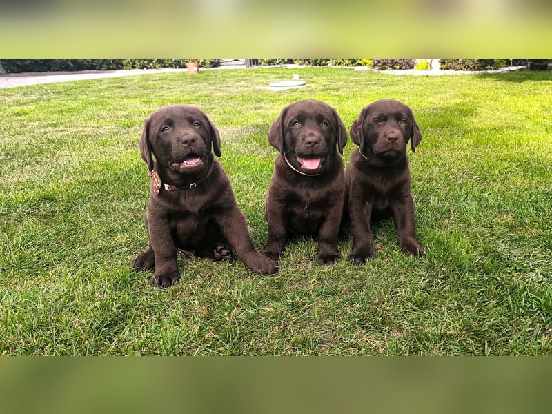 Labrador retriever - walpe FCI