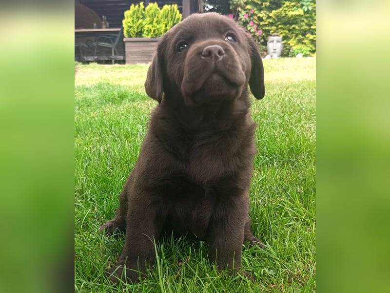Labrador retriever - walpe FCI