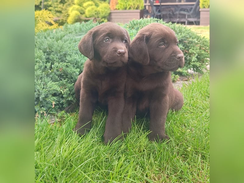 Labrador retriever - walpe FCI