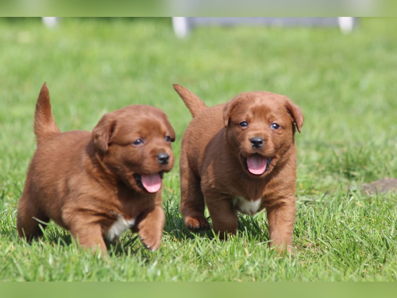 Labrador Welpen  aus USA Spitzenlinien in dark foxred