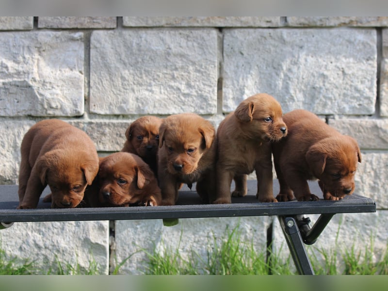 Labrador Welpen  aus USA Spitzenlinien in dark foxred