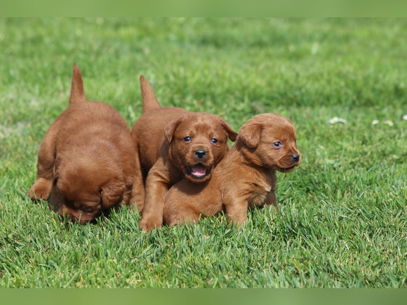 Labrador Welpen  aus USA Spitzenlinien in dark foxred
