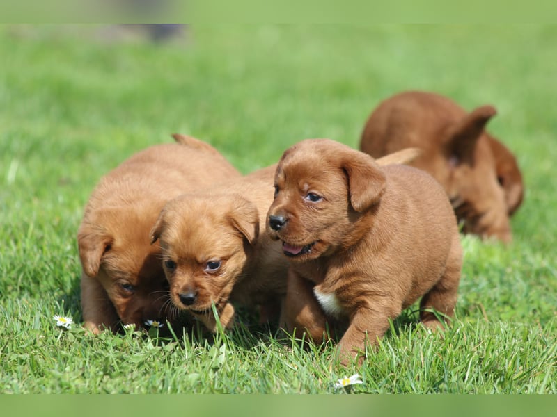 Labrador Welpen  aus USA Spitzenlinien in dark foxred