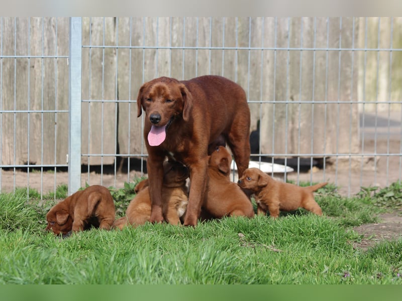 Labrador Welpen  aus USA Spitzenlinien in dark foxred