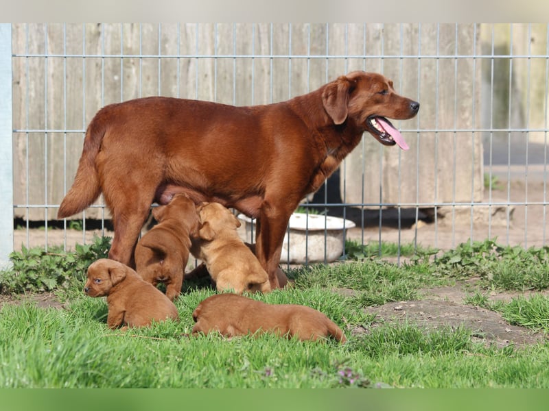 Labrador Welpen  aus USA Spitzenlinien in dark foxred