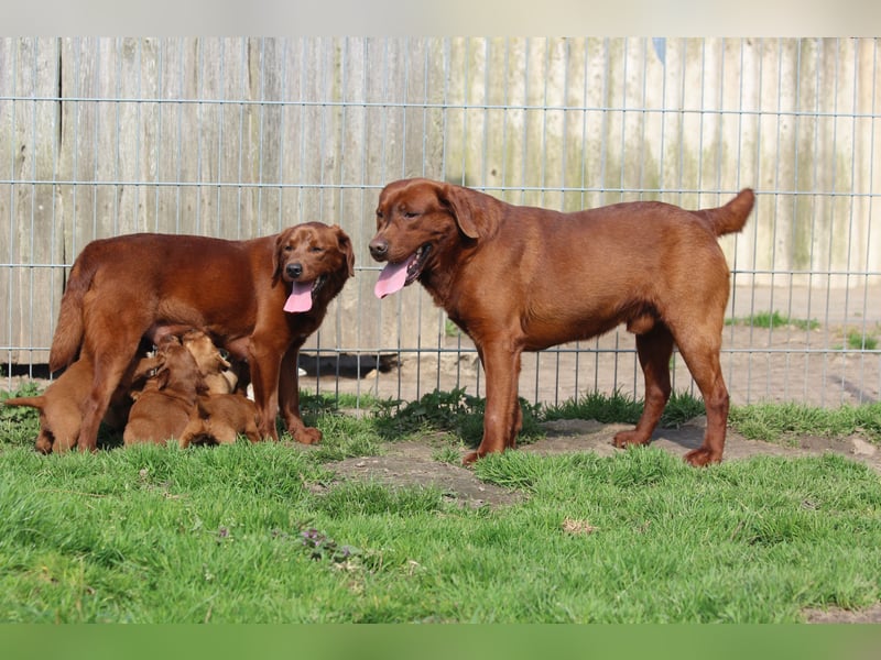 Labrador Welpen  aus USA Spitzenlinien in dark foxred