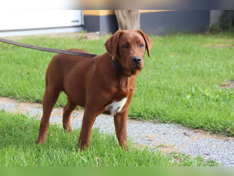 Labrador Junghündin   aus USA Spitzenlinien in dark foxred