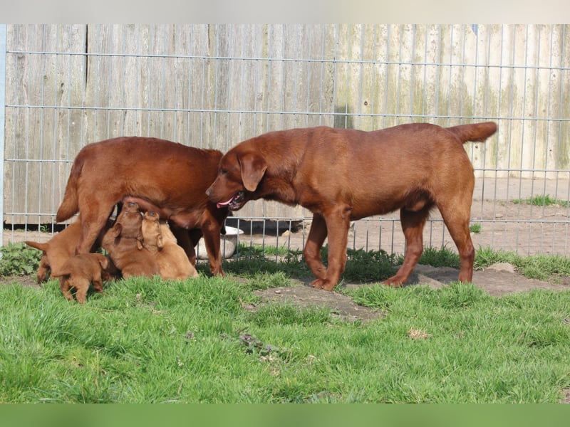 Labrador Welpen  aus USA Spitzenlinien in dark foxred