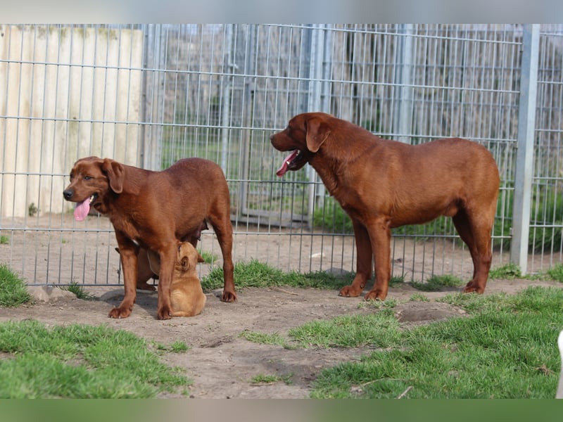 Labrador Welpen  aus USA Spitzenlinien in dark foxred