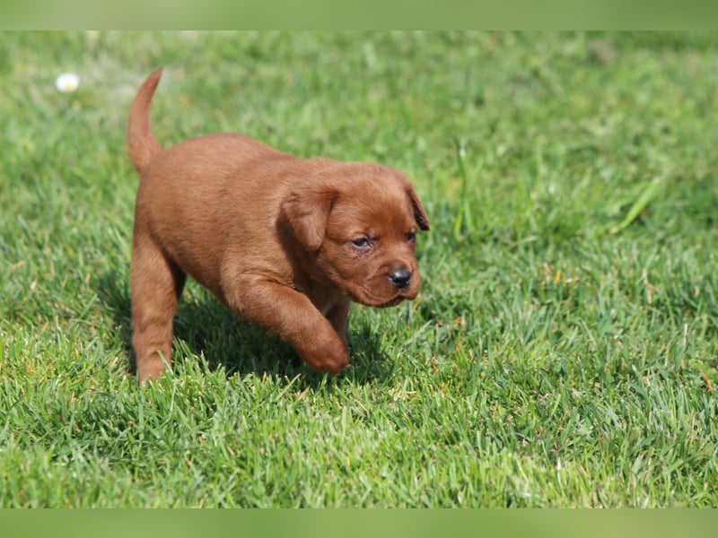 Labrador Welpen  aus USA Spitzenlinien in dark foxred