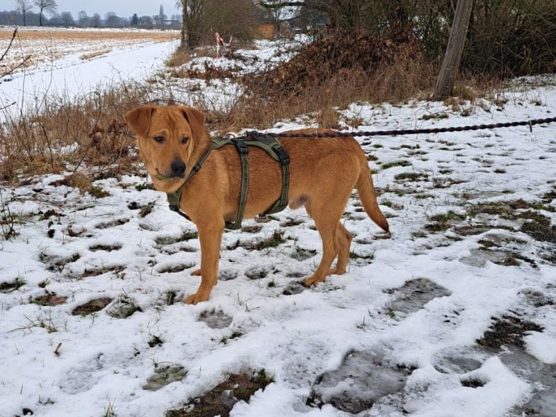 Labrador-Shar Pei-Mix Jungrüde "Skippo" sucht Familie