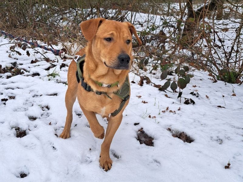 Labrador-Shar Pei-Mix Jungrüde "Skippo" sucht Familie