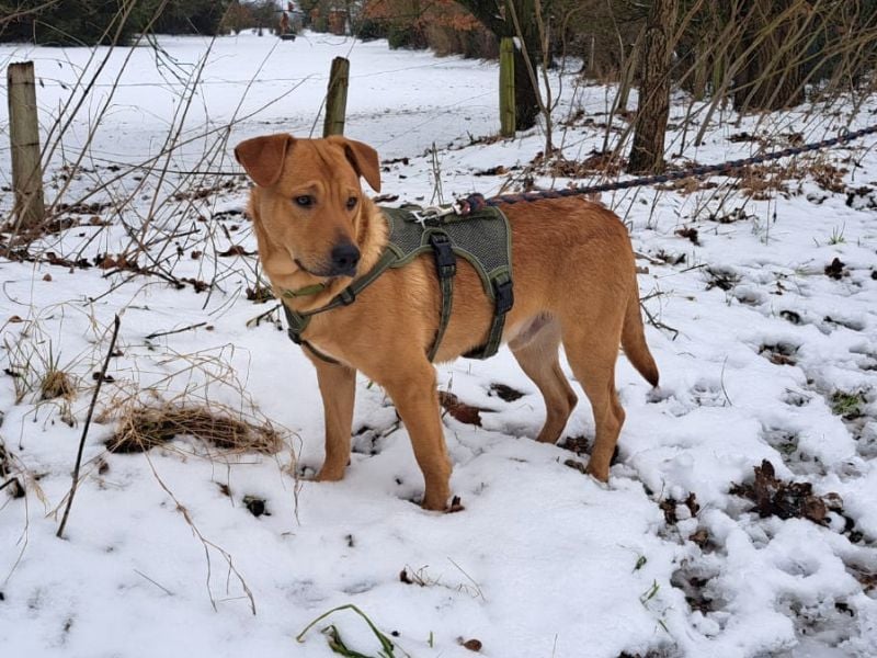 Labrador-Shar Pei-Mix Jungrüde "Skippo" sucht Familie