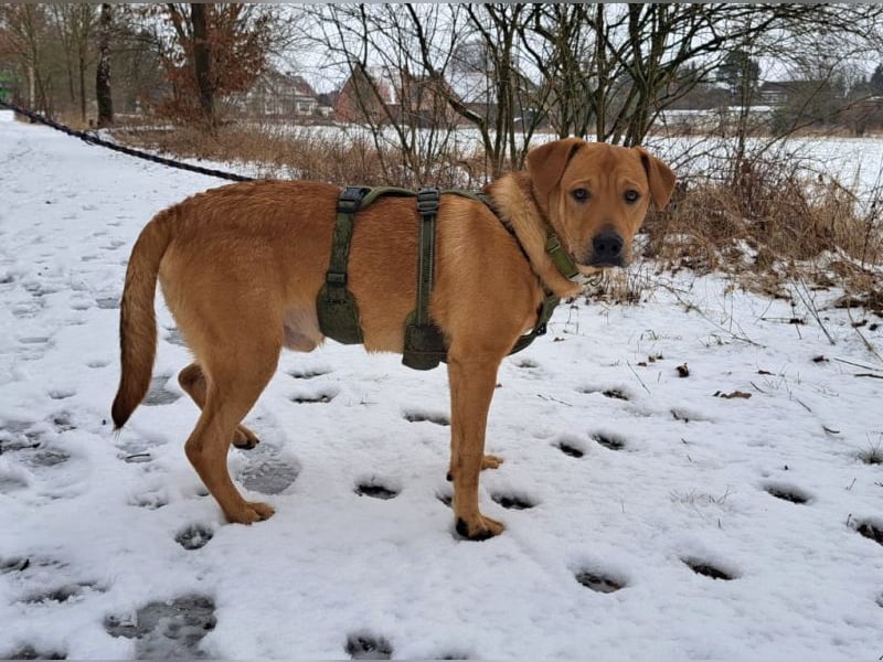 Labrador-Shar Pei-Mix Jungrüde "Skippo" sucht Familie