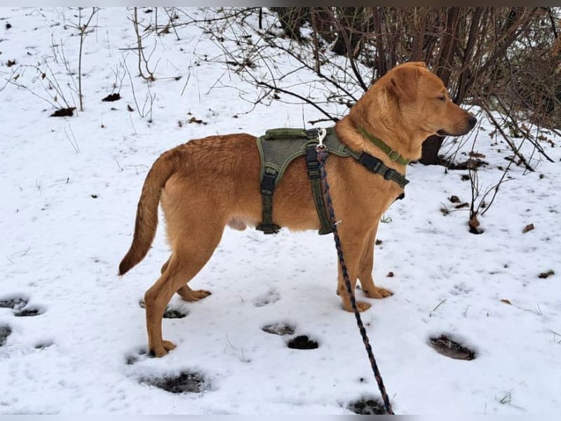 Labrador-Shar Pei-Mix Jungrüde "Skippo" sucht Familie
