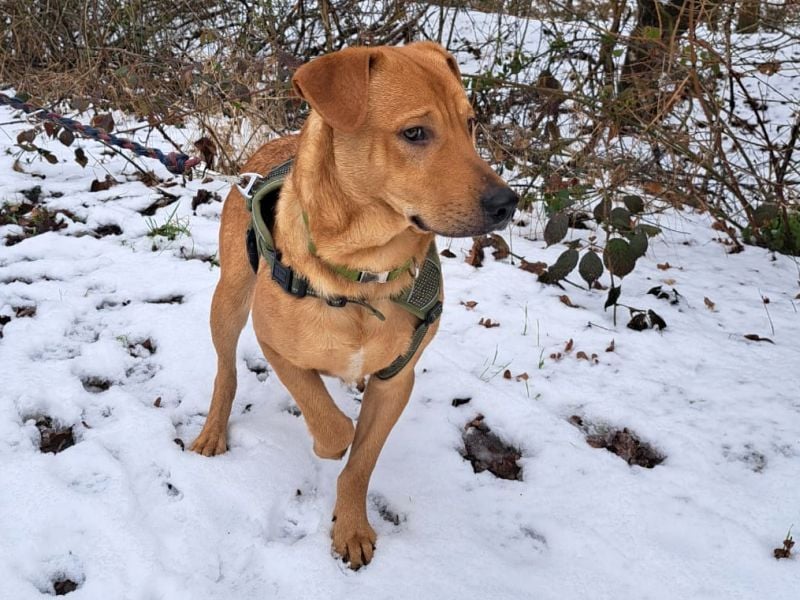 Labrador-Shar Pei-Mix Jungrüde "Skippo" sucht Familie