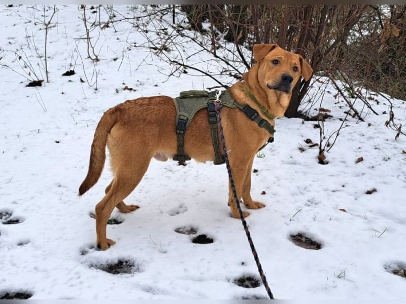 Labrador-Shar Pei-Mix Jungrüde "Skippo" sucht Familie
