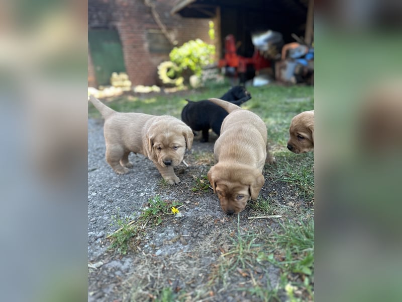 6 freundliche, reinrassige Labradorwelpen suchen ein liebevolles Zuhause
