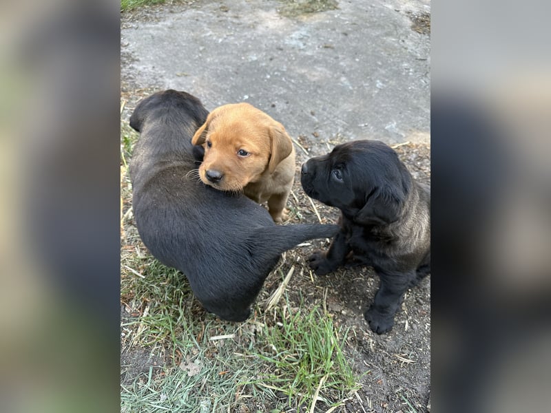 6 freundliche, reinrassige Labradorwelpen suchen ein liebevolles Zuhause