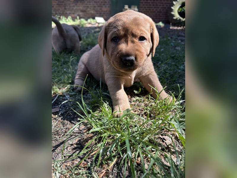 6 freundliche, reinrassige Labradorwelpen suchen ein liebevolles Zuhause