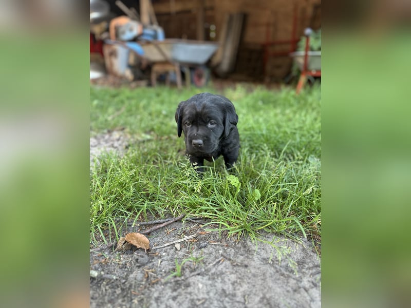 6 freundliche, reinrassige Labradorwelpen suchen ein liebevolles Zuhause