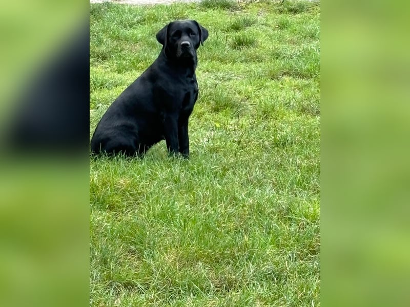 6 freundliche, reinrassige Labradorwelpen suchen ein liebevolles Zuhause