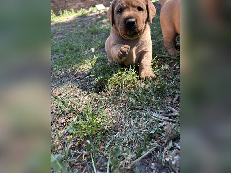 6 freundliche, reinrassige Labradorwelpen suchen ein liebevolles Zuhause