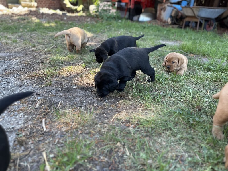 6 freundliche, reinrassige Labradorwelpen suchen ein liebevolles Zuhause