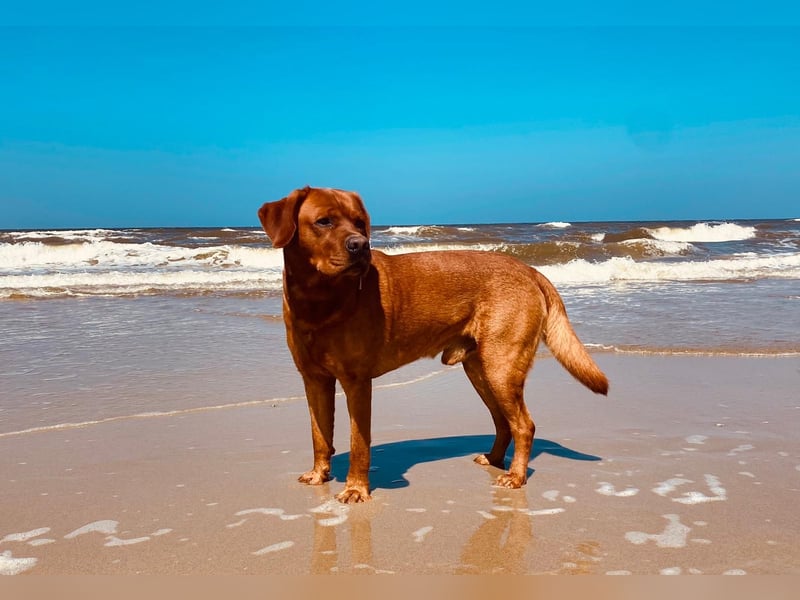 6 freundliche, reinrassige Labradorwelpen suchen ein liebevolles Zuhause