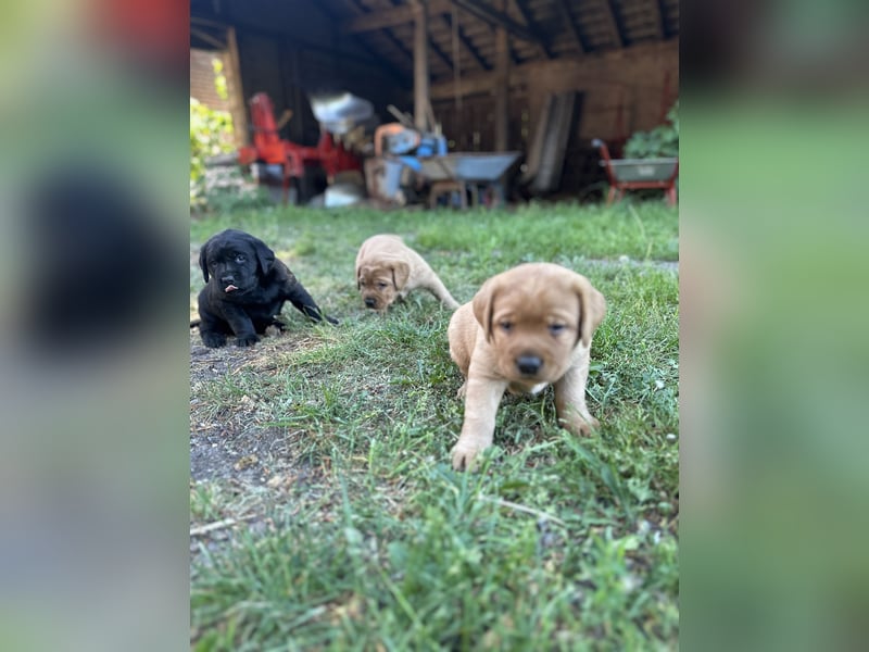 6 freundliche, reinrassige Labradorwelpen suchen ein liebevolles Zuhause