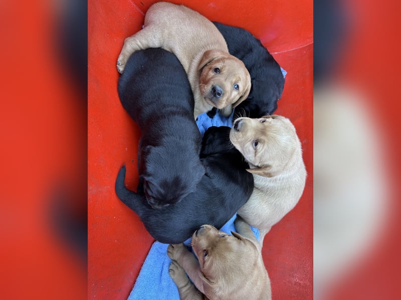 6 freundliche, reinrassige Labradorwelpen suchen ein liebevolles Zuhause