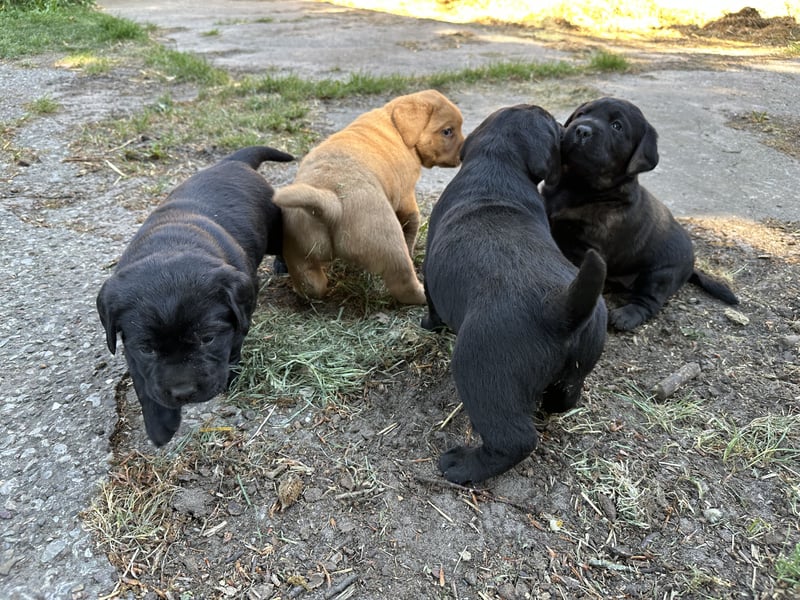 6 freundliche, reinrassige Labradorwelpen suchen ein liebevolles Zuhause