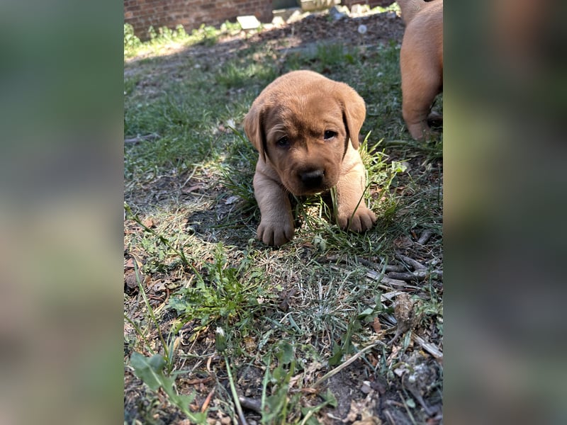 6 freundliche, reinrassige Labradorwelpen suchen ein liebevolles Zuhause