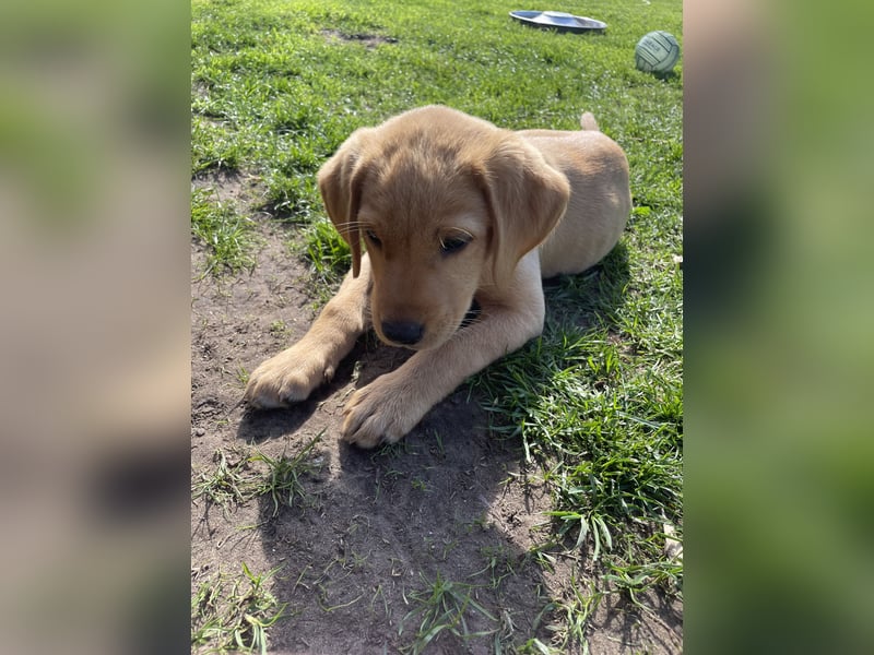 Retriever Labrador