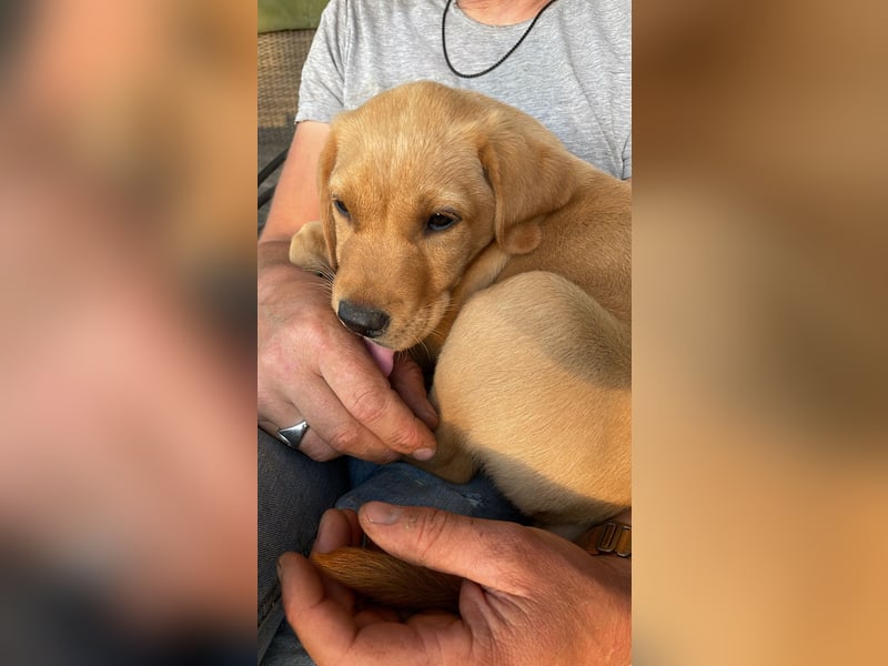 Retriever Labrador