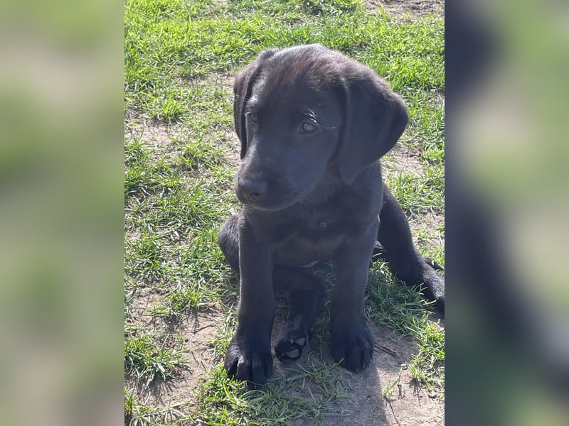 Retriever Labrador