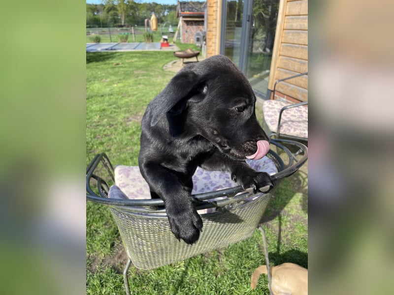 Retriever Labrador