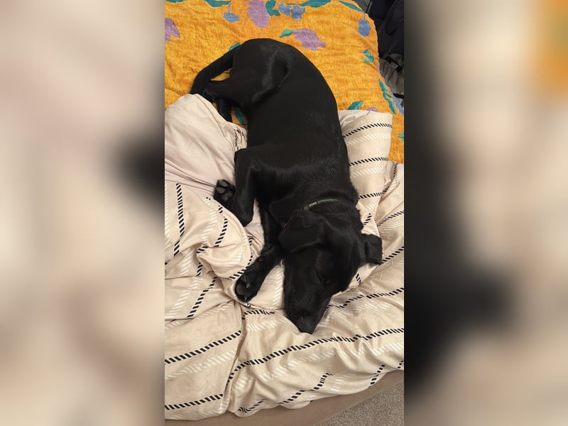 Hund schweren Herzens abzugeben