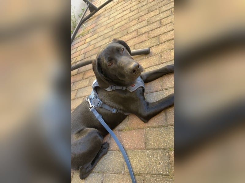 Hund schweren Herzens abzugeben