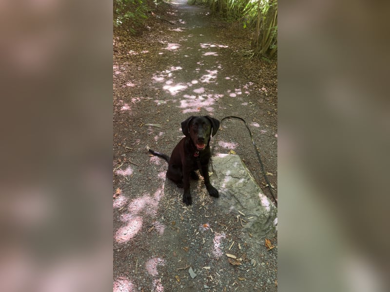 Hund schweren Herzens abzugeben