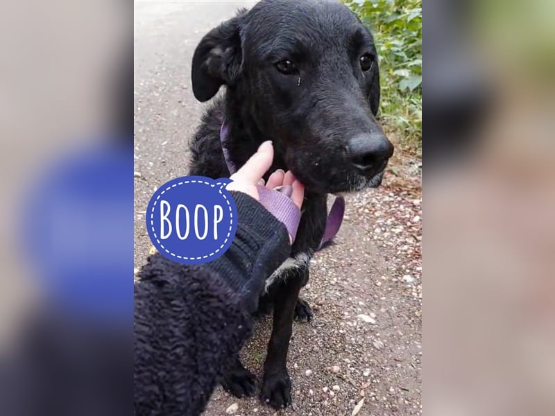 Boop ein freundlicher Kerl