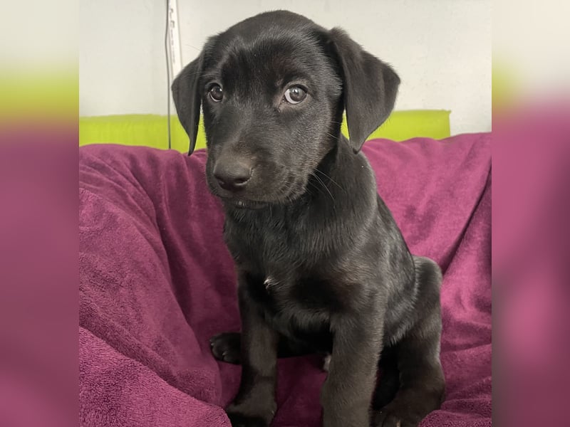 Süße aufgeweckte Mischlingswelpen Labrador-Retriever von Schulhunden