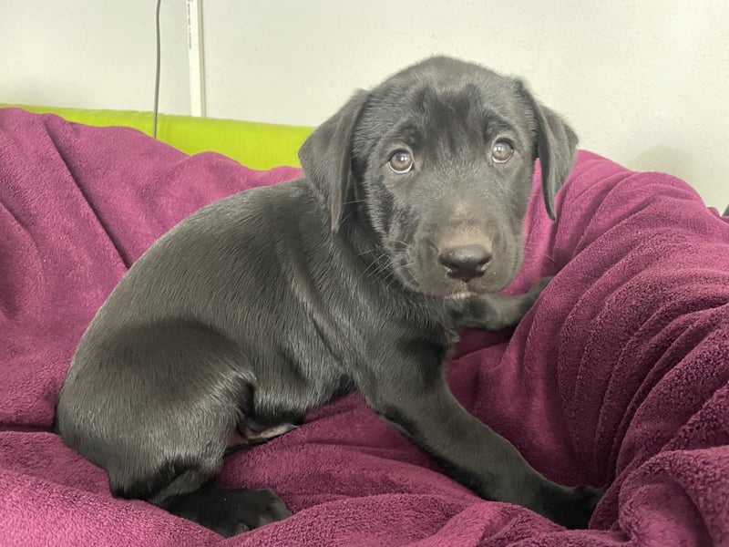 Süße aufgeweckte Mischlingswelpen Labrador-Retriever von Schulhunden