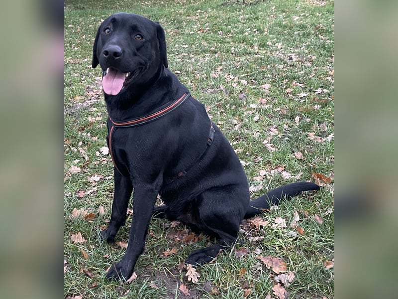 Süße aufgeweckte Mischlingswelpen Labrador-Retriever von Schulhunden